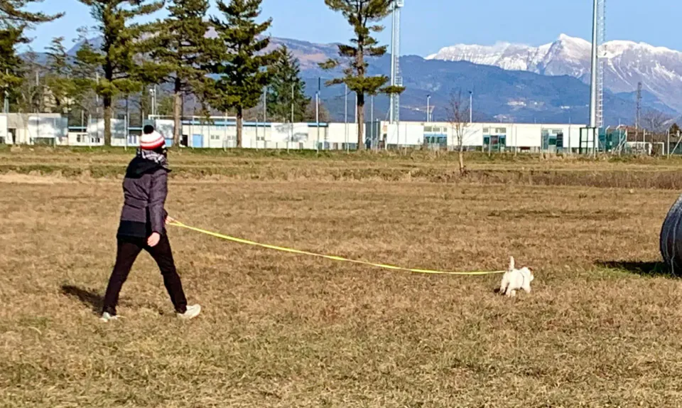 Foto GEM DOG A.S.D.: Allenamento di mantrailing, 4 gennaio 2025, foto 2 di 6