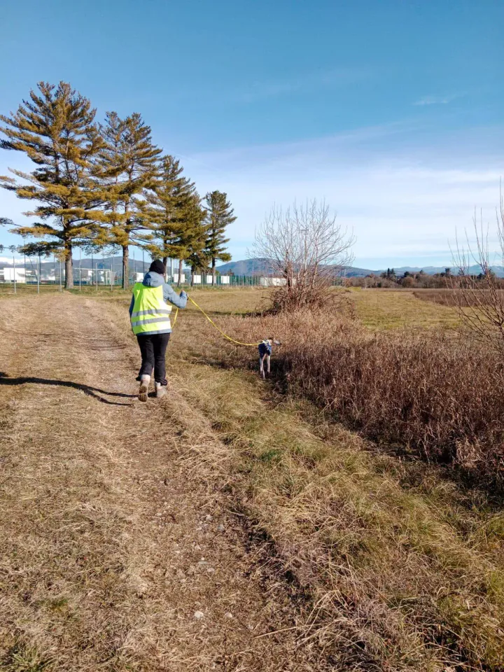 Foto GEM DOG A.S.D.: Allenamento di mantrailing, 4 gennaio 2025, foto 4 di 6