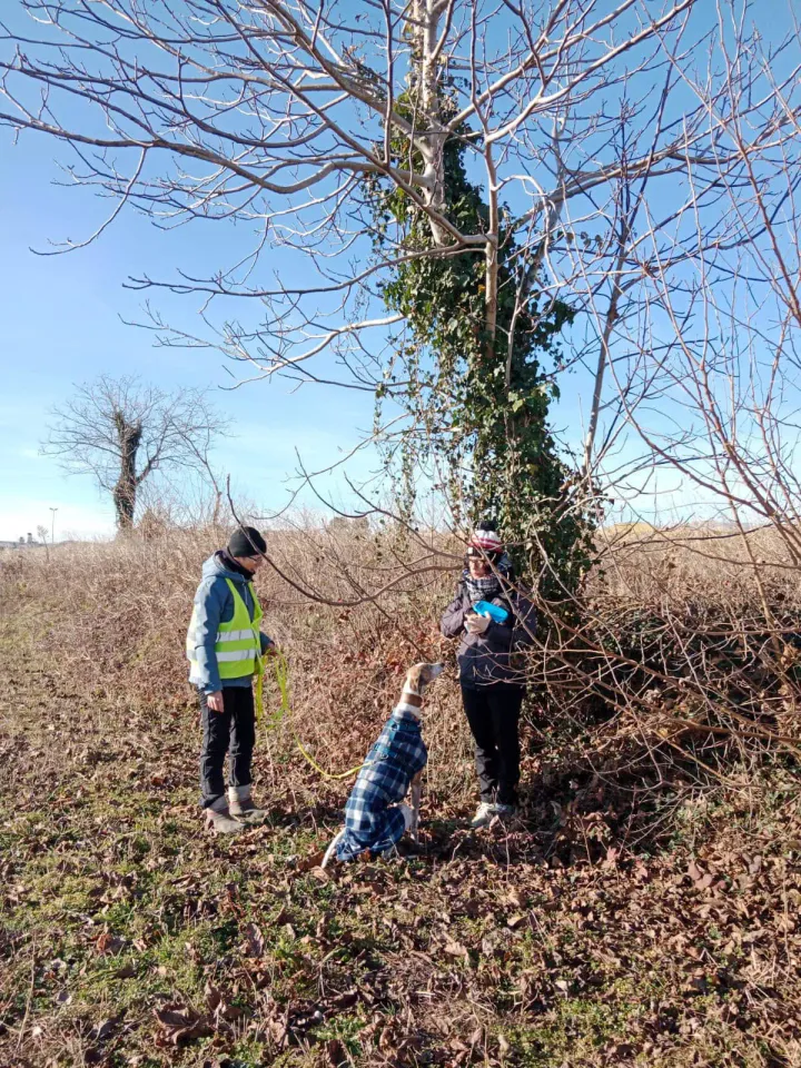 Foto GEM DOG A.S.D.: Allenamento di mantrailing, 4 gennaio 2025, foto 5 di 6