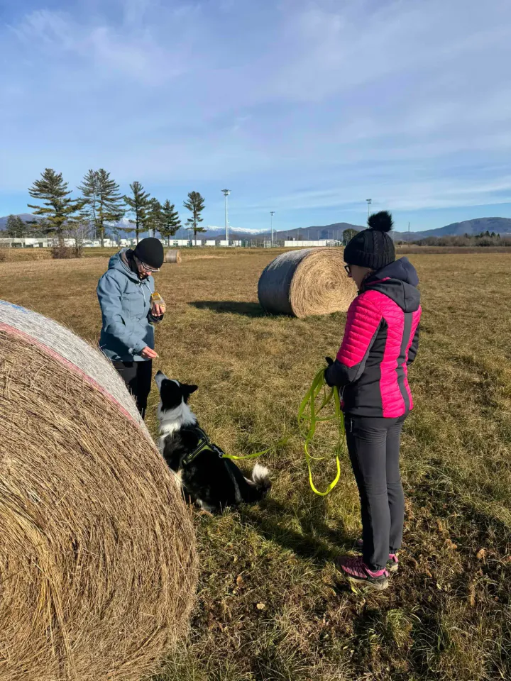 Foto GEM DOG A.S.D.: Allenamento di mantrailing, 4 gennaio 2025, foto 6 di 6