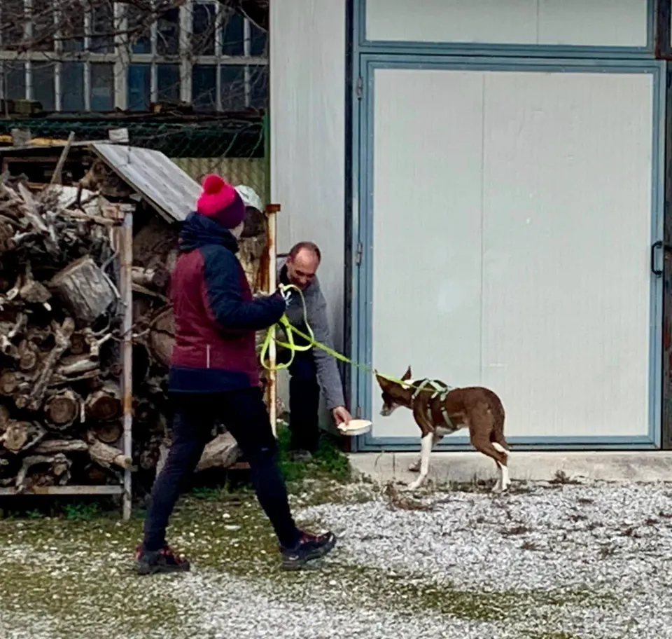 Foto GEM DOG A.S.D.: Giornata di avvicinamento al mantrailing, Leproso, 19 gennaio 2025, foto 8 di 10