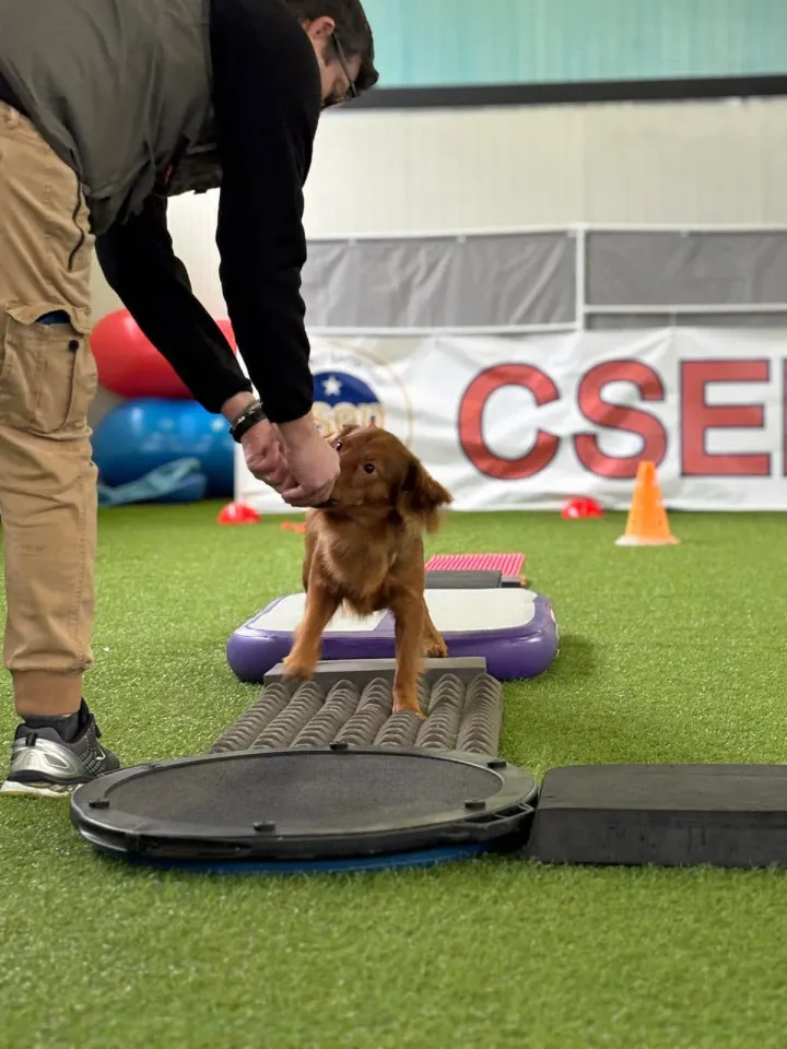 Foto GEM DOG A.S.D.: Allenamento di dog balance, Leproso, 26 gennaio 2025, foto 1 di 9