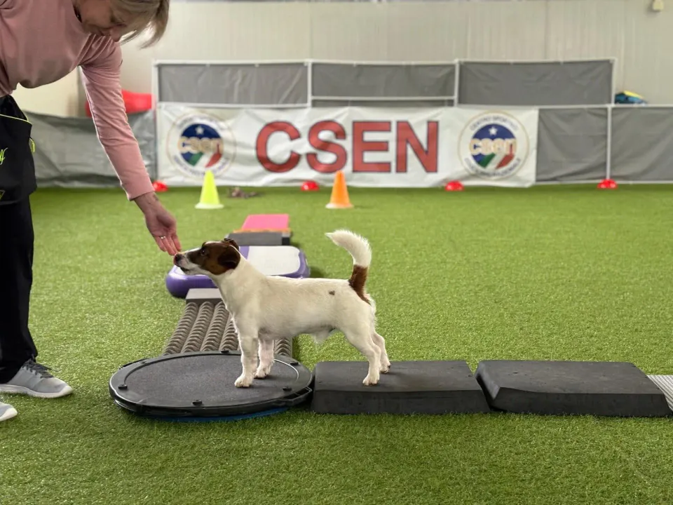 Foto GEM DOG A.S.D.: Allenamento di dog balance, Leproso, 26 gennaio 2025, foto 2 di 9