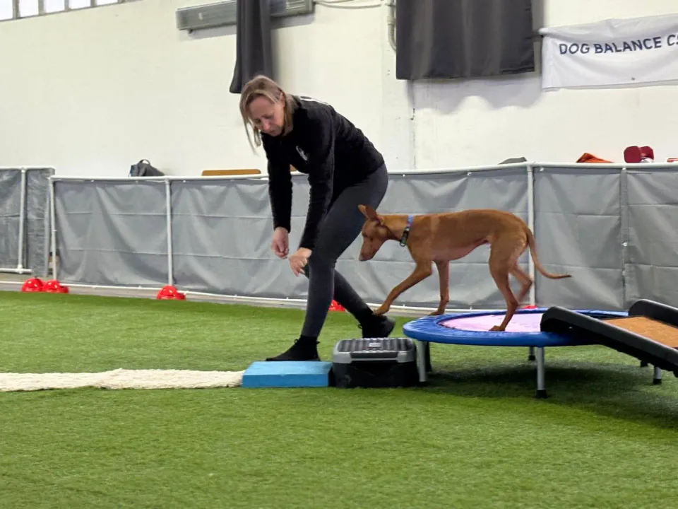 Foto GEM DOG A.S.D.: Allenamento di dog balance, Leproso, 26 gennaio 2025, foto 3 di 9