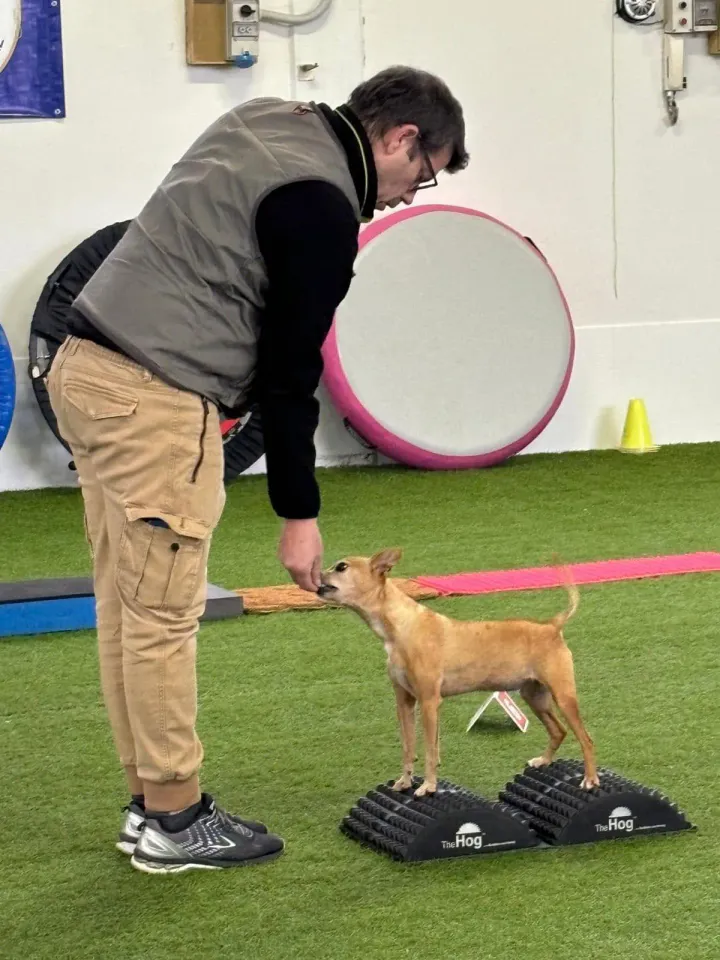 Foto GEM DOG A.S.D.: Allenamento di dog balance, Leproso, 26 gennaio 2025, foto 6 di 9