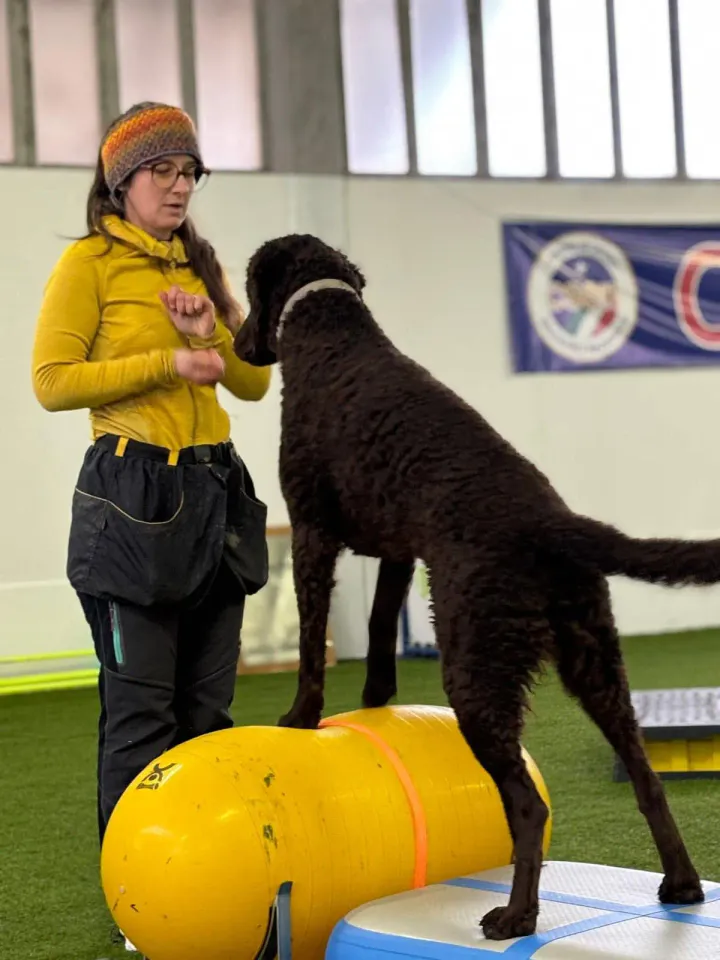 Foto GEM DOG A.S.D.: Allenamento di dog balance, Leproso, 26 gennaio 2025, foto 7 di 9