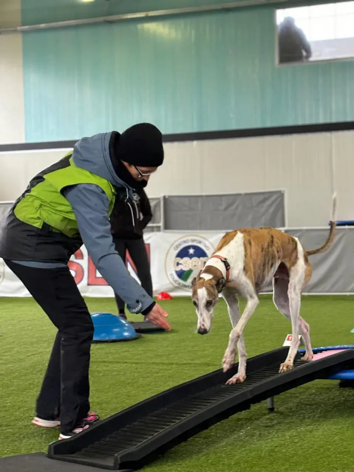 Foto GEM DOG A.S.D.: Allenamento di dog balance, Leproso, 26 gennaio 2025, foto 8 di 9