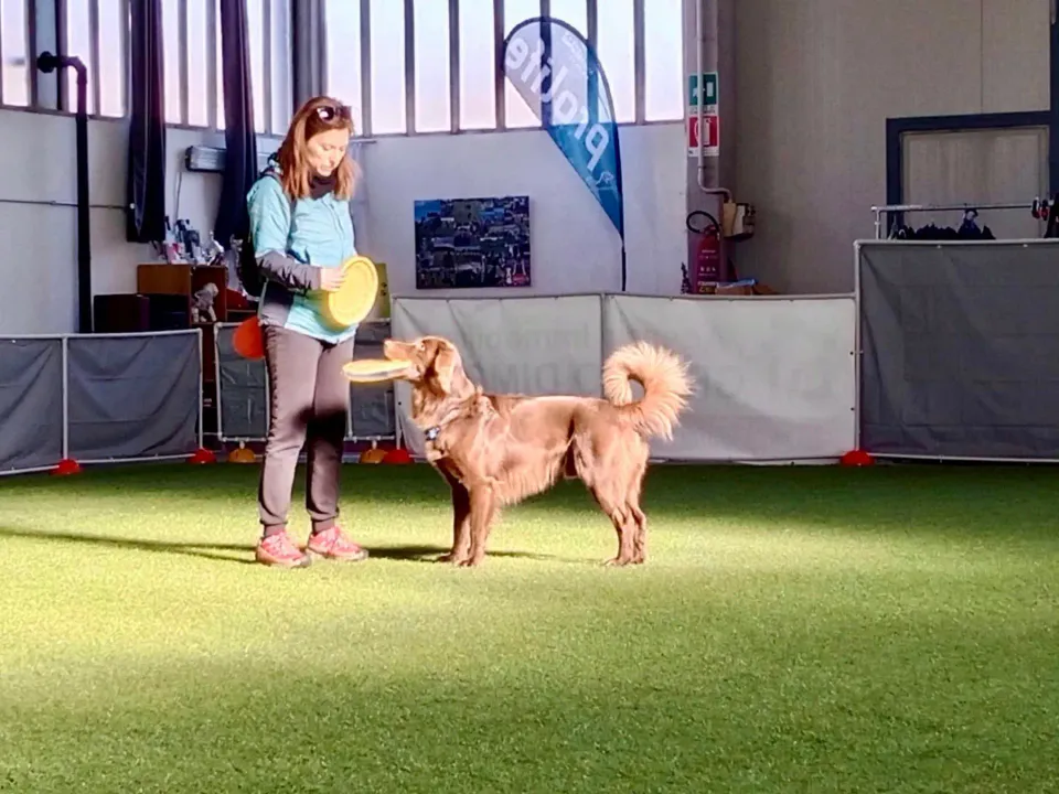 Foto GEM DOG A.S.D.: Allenamento di disc dog, Leproso, 2 febbraio 2025, foto 1 di 6