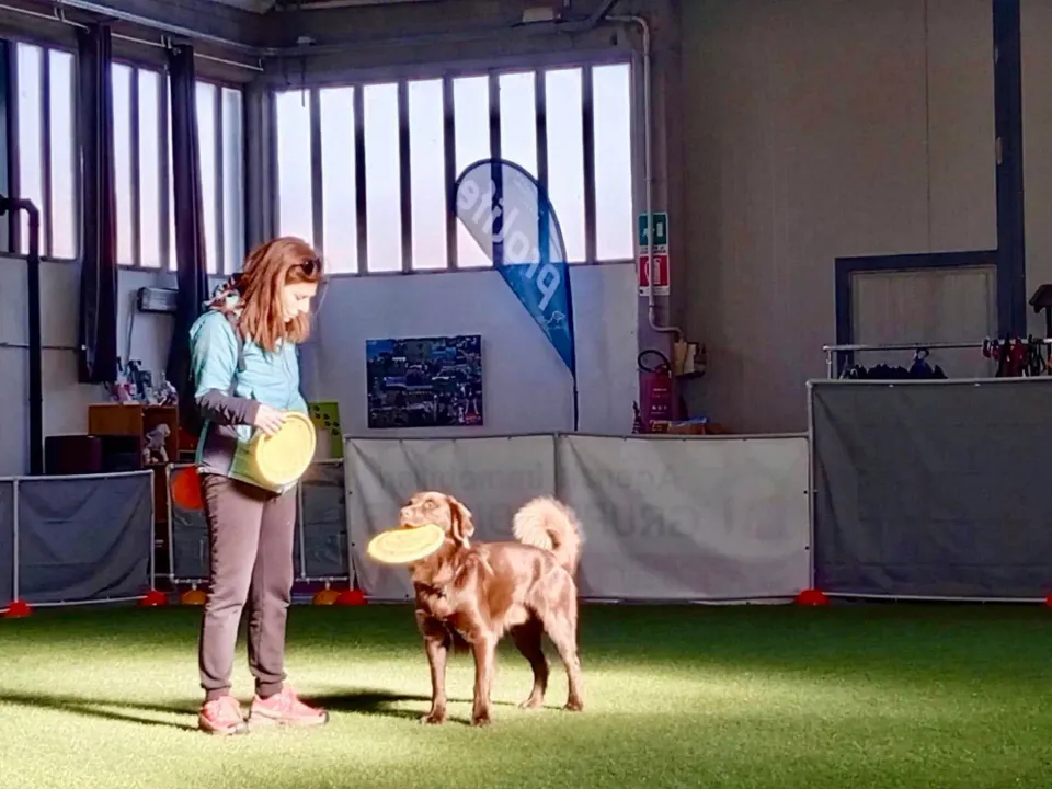 Foto GEM DOG A.S.D.: Allenamento di disc dog, Leproso, 2 febbraio 2025, foto 2 di 6