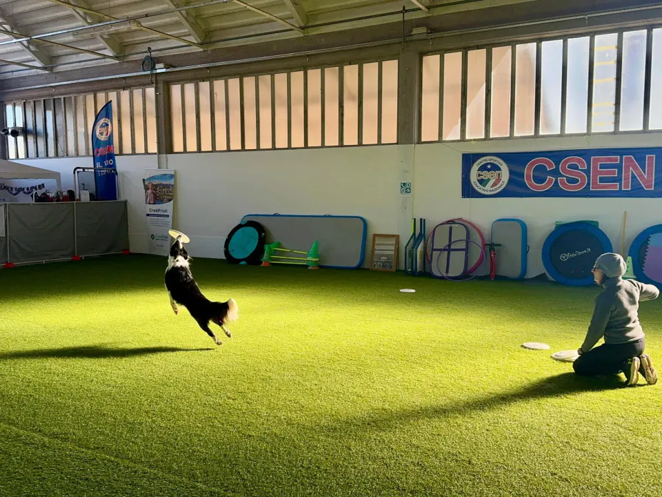 Foto GEM DOG A.S.D.: Allenamento di disc dog, Leproso, 2 febbraio 2025, foto 5 di 6