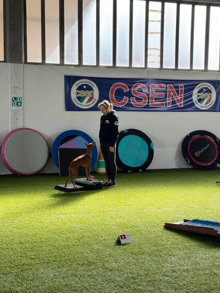 Foto GEM DOG A.S.D.: Gara di dog balance CSEN, Leproso, 16 febbraio 2025, foto 2 di 3