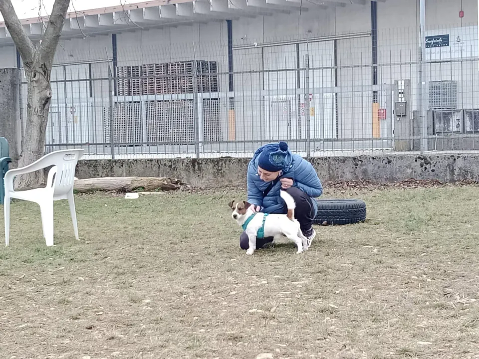 Foto GEM DOG A.S.D.: Chi ri-cerca trova, giochi di fiuto, Leproso, 23 febbraio 2025, foto 4 di 52