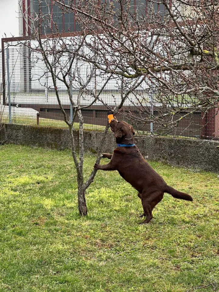 Foto GEM DOG A.S.D.: Chi ri-cerca trova, giochi di fiuto, Leproso, 23 febbraio 2025, foto 7 di 52