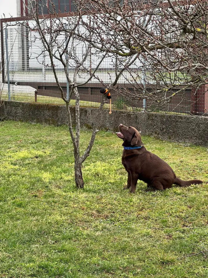 Foto GEM DOG A.S.D.: Chi ri-cerca trova, giochi di fiuto, Leproso, 23 febbraio 2025, foto 8 di 52
