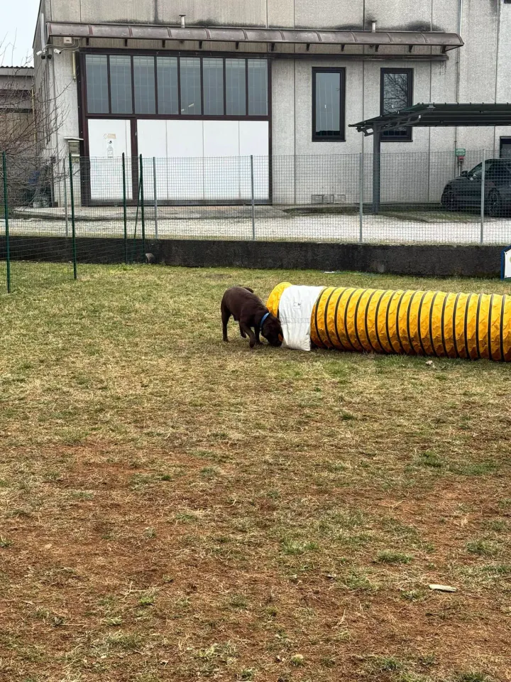 Foto GEM DOG A.S.D.: Chi ri-cerca trova, giochi di fiuto, Leproso, 23 febbraio 2025, foto 9 di 52