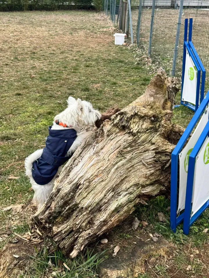 Foto GEM DOG A.S.D.: Chi ri-cerca trova, giochi di fiuto, Leproso, 23 febbraio 2025, foto 10 di 52