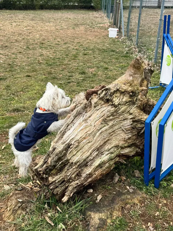 Foto GEM DOG A.S.D.: Chi ri-cerca trova, giochi di fiuto, Leproso, 23 febbraio 2025, foto 11 di 52