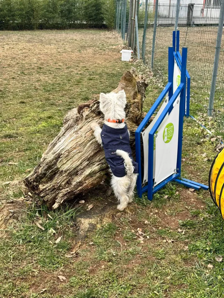 Foto GEM DOG A.S.D.: Chi ri-cerca trova, giochi di fiuto, Leproso, 23 febbraio 2025, foto 12 di 52