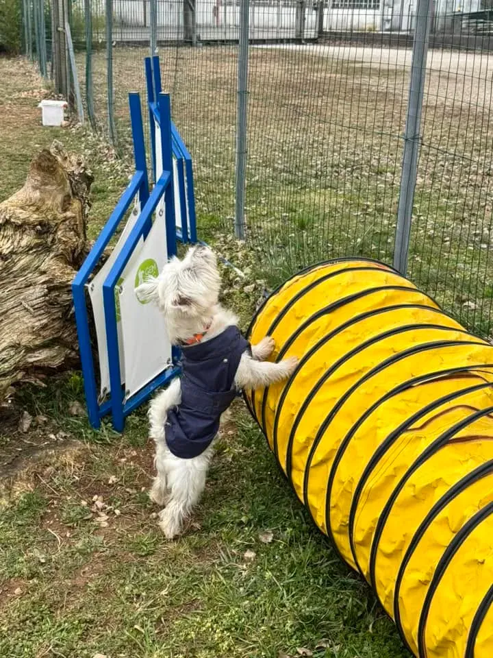 Foto GEM DOG A.S.D.: Chi ri-cerca trova, giochi di fiuto, Leproso, 23 febbraio 2025, foto 13 di 52