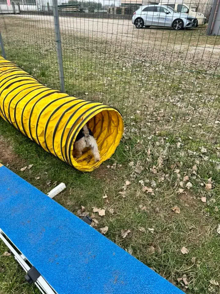 Foto GEM DOG A.S.D.: Chi ri-cerca trova, giochi di fiuto, Leproso, 23 febbraio 2025, foto 14 di 52