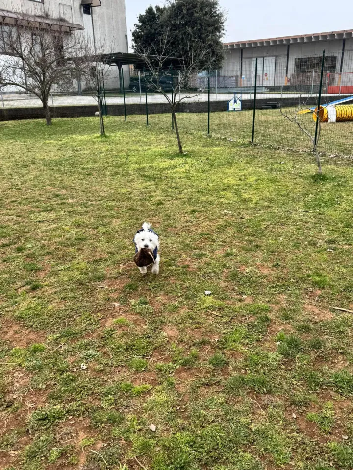 Foto GEM DOG A.S.D.: Chi ri-cerca trova, giochi di fiuto, Leproso, 23 febbraio 2025, foto 18 di 52