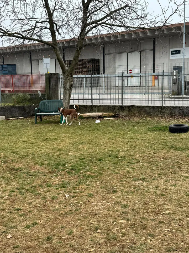 Foto GEM DOG A.S.D.: Chi ri-cerca trova, giochi di fiuto, Leproso, 23 febbraio 2025, foto 19 di 52