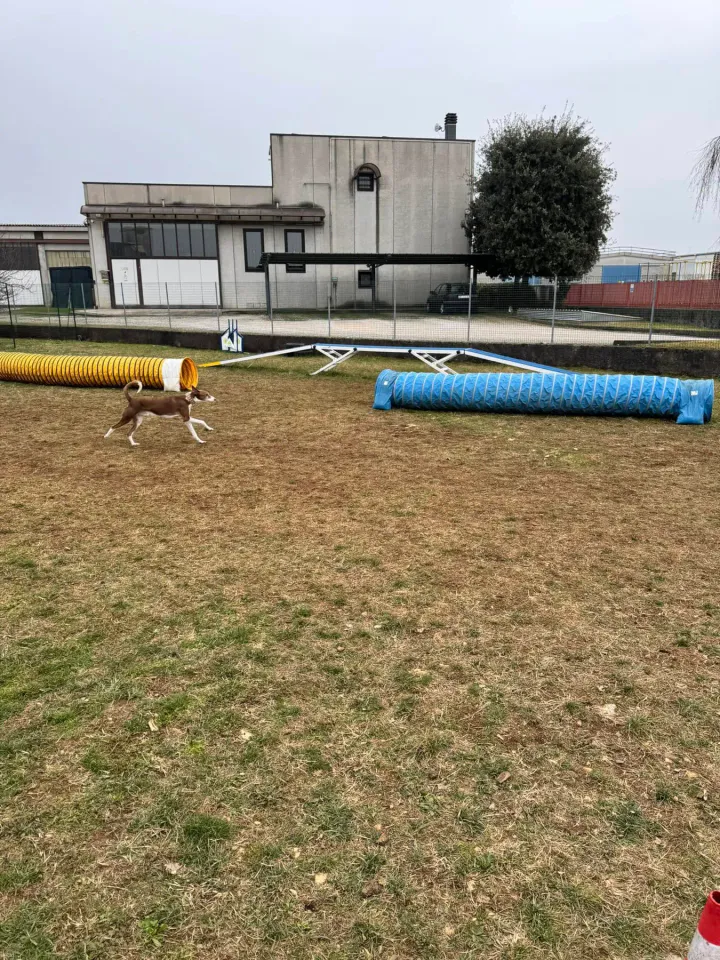 Foto GEM DOG A.S.D.: Chi ri-cerca trova, giochi di fiuto, Leproso, 23 febbraio 2025, foto 20 di 52