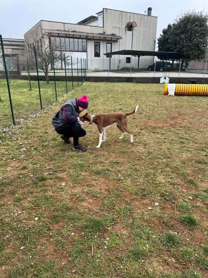 Foto GEM DOG A.S.D.: Chi ri-cerca trova, giochi di fiuto, Leproso, 23 febbraio 2025, foto 21 di 52