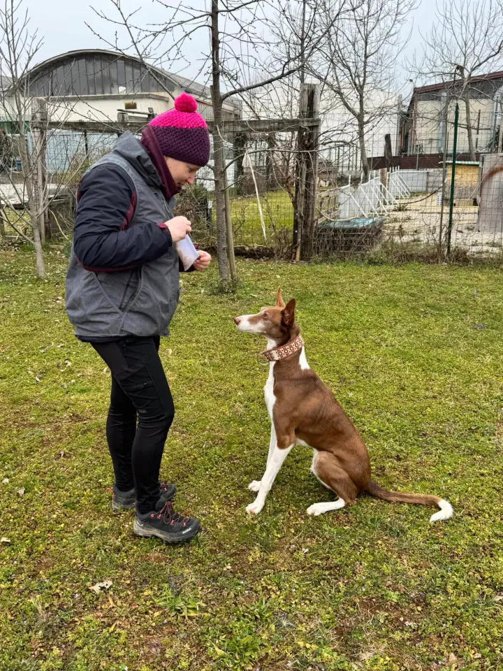 Foto GEM DOG A.S.D.: Chi ri-cerca trova, giochi di fiuto, Leproso, 23 febbraio 2025, foto 22 di 52