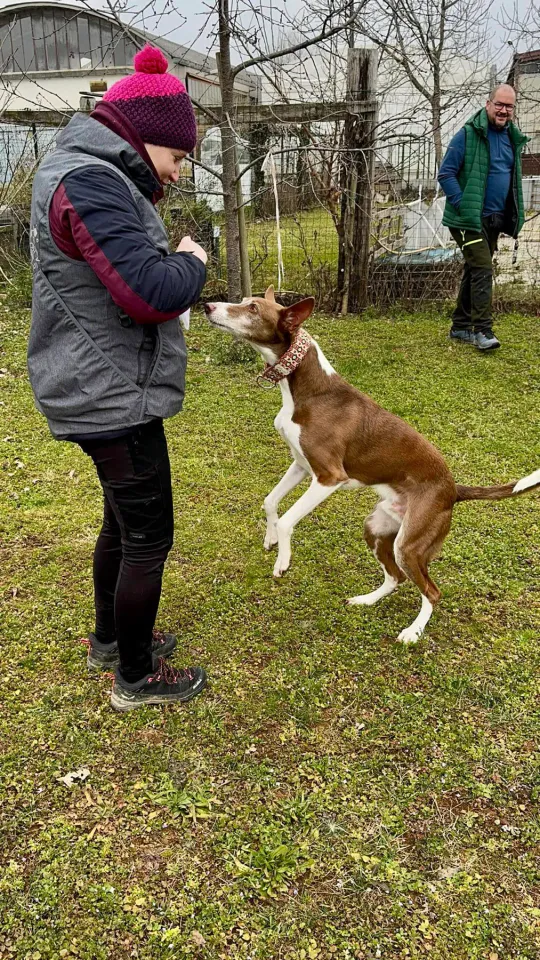 Foto GEM DOG A.S.D.: Chi ri-cerca trova, giochi di fiuto, Leproso, 23 febbraio 2025, foto 23 di 52