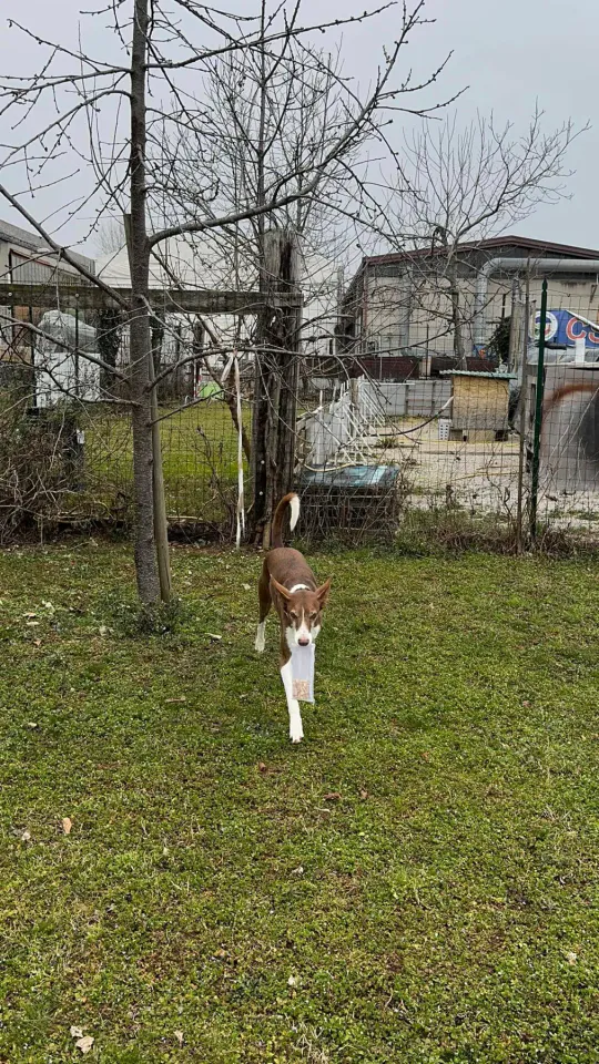 Foto GEM DOG A.S.D.: Chi ri-cerca trova, giochi di fiuto, Leproso, 23 febbraio 2025, foto 24 di 52