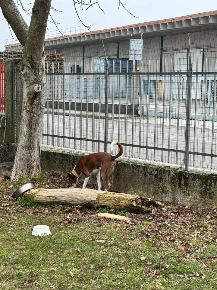 Foto GEM DOG A.S.D.: Chi ri-cerca trova, giochi di fiuto, Leproso, 23 febbraio 2025, foto 26 di 52