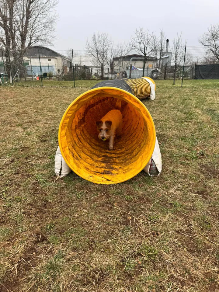 Foto GEM DOG A.S.D.: Chi ri-cerca trova, giochi di fiuto, Leproso, 23 febbraio 2025, foto 28 di 52