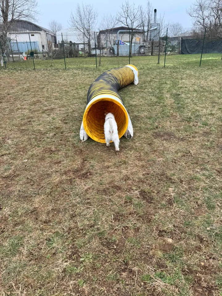 Foto GEM DOG A.S.D.: Chi ri-cerca trova, giochi di fiuto, Leproso, 23 febbraio 2025, foto 29 di 52