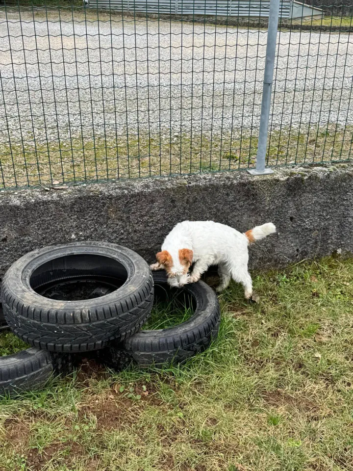 Foto GEM DOG A.S.D.: Chi ri-cerca trova, giochi di fiuto, Leproso, 23 febbraio 2025, foto 30 di 52