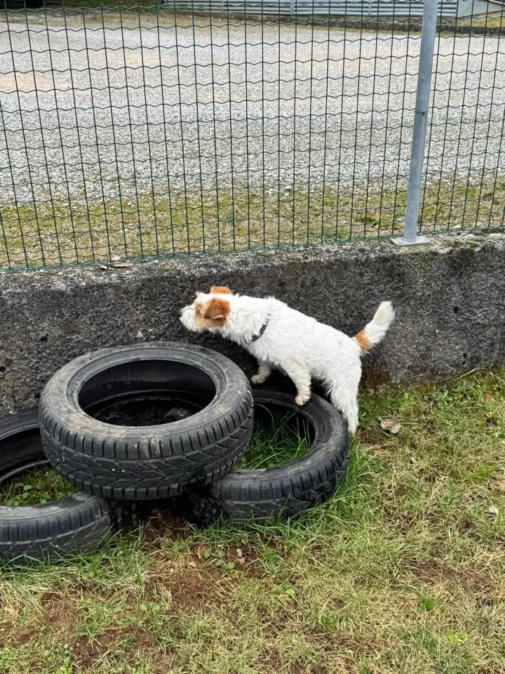 Foto GEM DOG A.S.D.: Chi ri-cerca trova, giochi di fiuto, Leproso, 23 febbraio 2025, foto 31 di 52