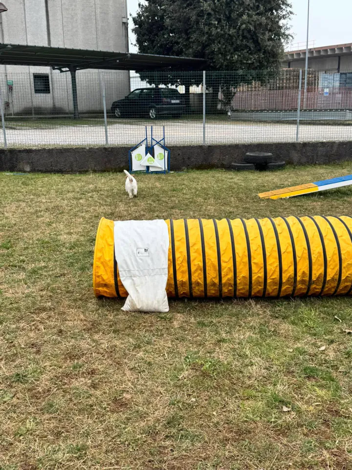 Foto GEM DOG A.S.D.: Chi ri-cerca trova, giochi di fiuto, Leproso, 23 febbraio 2025, foto 32 di 52
