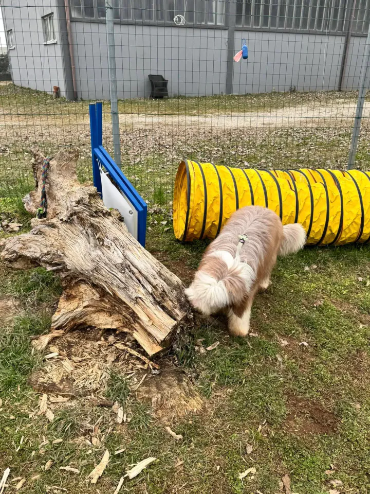 Foto GEM DOG A.S.D.: Chi ri-cerca trova, giochi di fiuto, Leproso, 23 febbraio 2025, foto 33 di 52