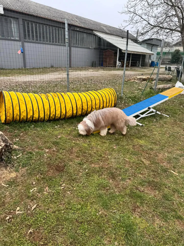 Foto GEM DOG A.S.D.: Chi ri-cerca trova, giochi di fiuto, Leproso, 23 febbraio 2025, foto 34 di 52