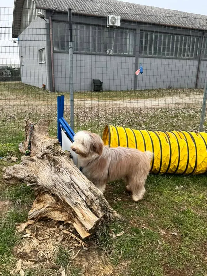 Foto GEM DOG A.S.D.: Chi ri-cerca trova, giochi di fiuto, Leproso, 23 febbraio 2025, foto 35 di 52