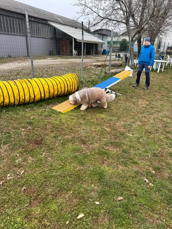 Foto GEM DOG A.S.D.: Chi ri-cerca trova, giochi di fiuto, Leproso, 23 febbraio 2025, foto 36 di 52
