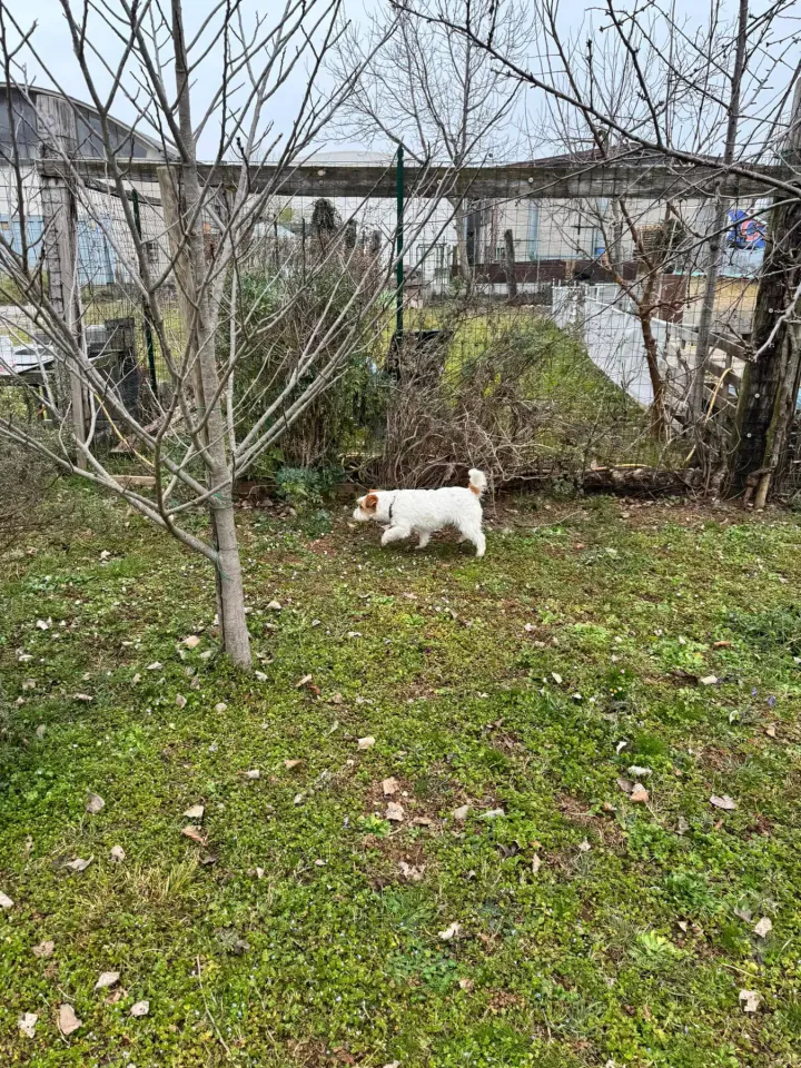 Foto GEM DOG A.S.D.: Chi ri-cerca trova, giochi di fiuto, Leproso, 23 febbraio 2025, foto 37 di 52