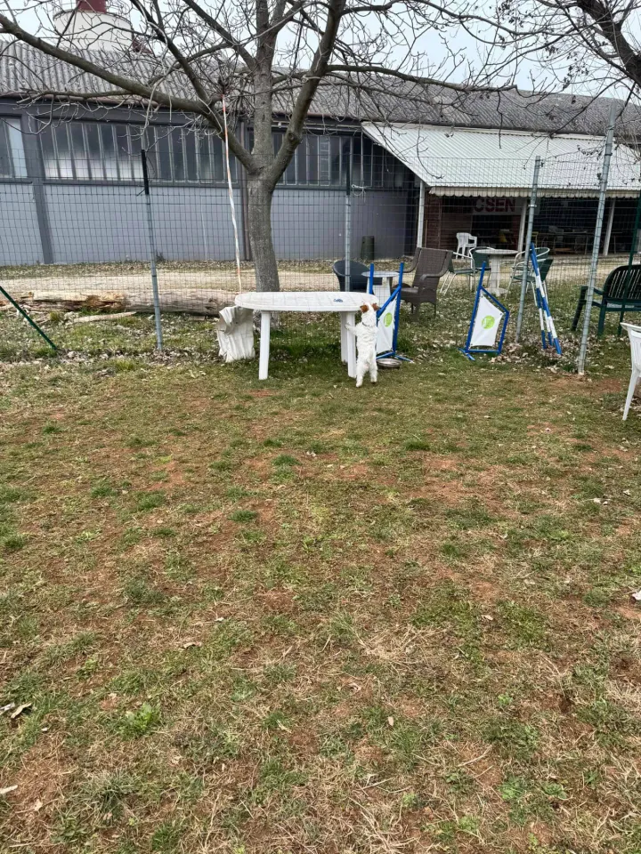 Foto GEM DOG A.S.D.: Chi ri-cerca trova, giochi di fiuto, Leproso, 23 febbraio 2025, foto 38 di 52