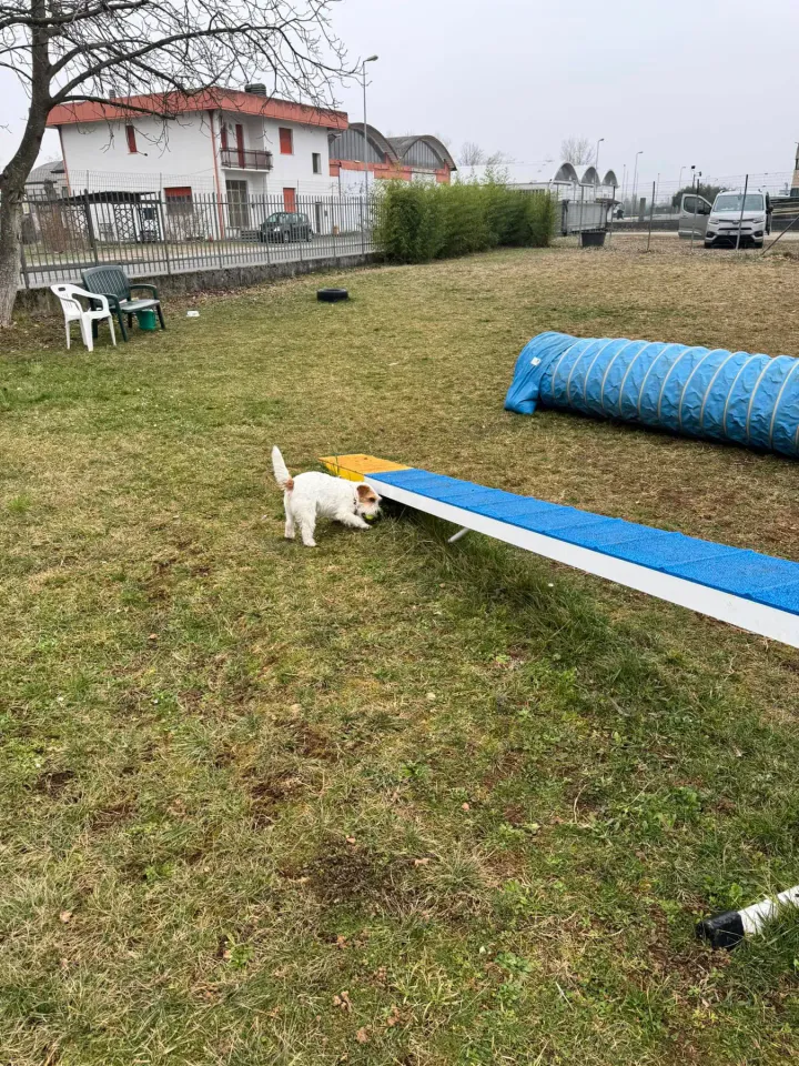 Foto GEM DOG A.S.D.: Chi ri-cerca trova, giochi di fiuto, Leproso, 23 febbraio 2025, foto 39 di 52