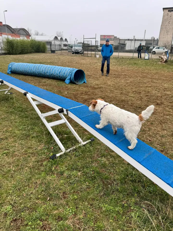 Foto GEM DOG A.S.D.: Chi ri-cerca trova, giochi di fiuto, Leproso, 23 febbraio 2025, foto 40 di 52