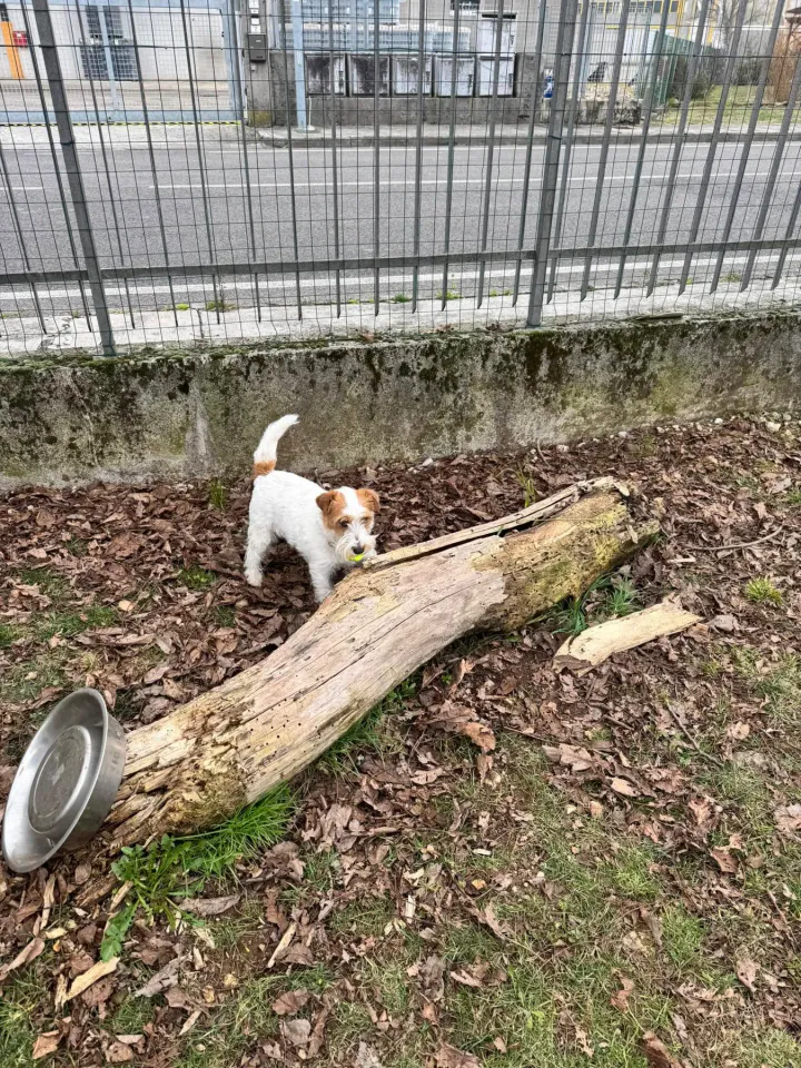Foto GEM DOG A.S.D.: Chi ri-cerca trova, giochi di fiuto, Leproso, 23 febbraio 2025, foto 41 di 52
