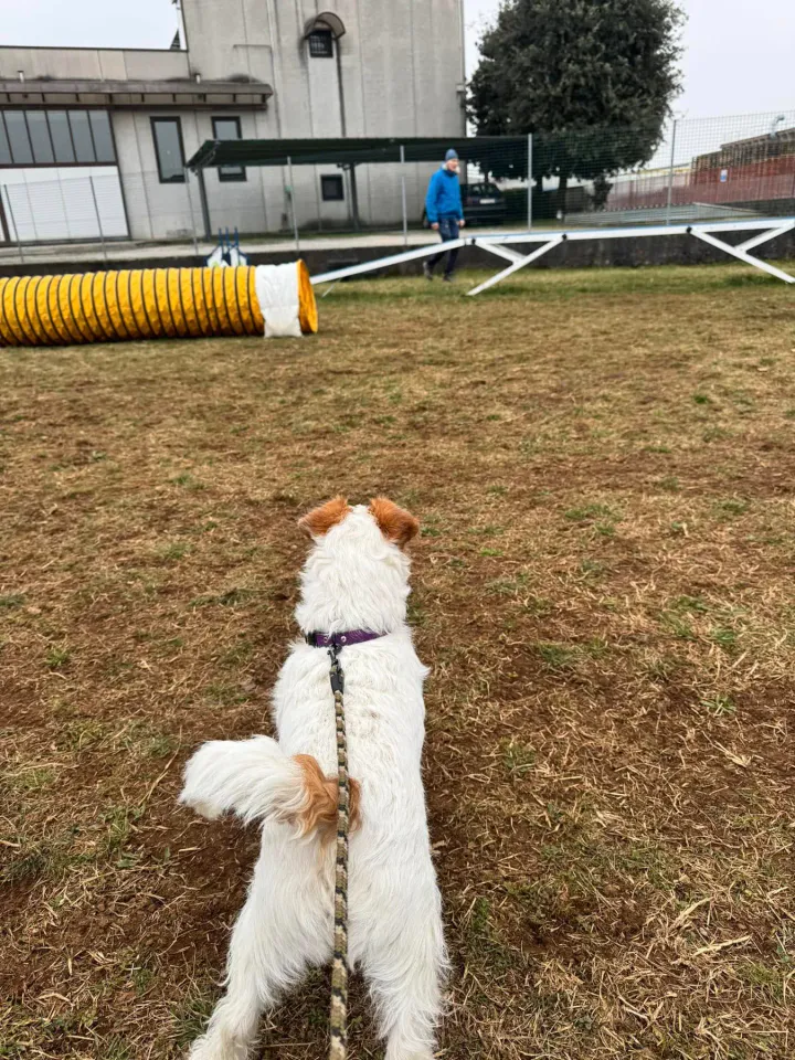 Foto GEM DOG A.S.D.: Chi ri-cerca trova, giochi di fiuto, Leproso, 23 febbraio 2025, foto 42 di 52