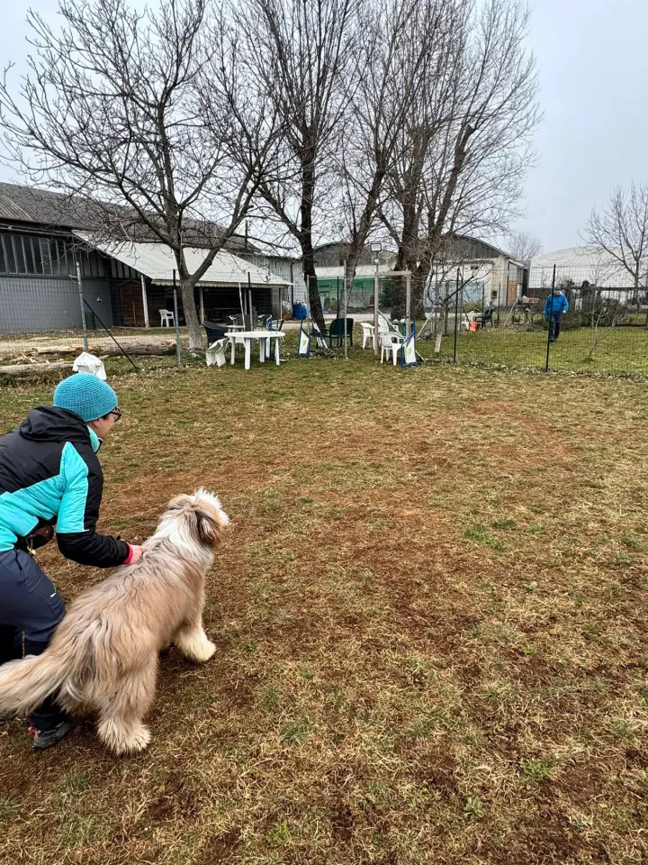 Foto GEM DOG A.S.D.: Chi ri-cerca trova, giochi di fiuto, Leproso, 23 febbraio 2025, foto 43 di 52