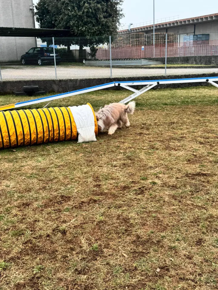Foto GEM DOG A.S.D.: Chi ri-cerca trova, giochi di fiuto, Leproso, 23 febbraio 2025, foto 44 di 52