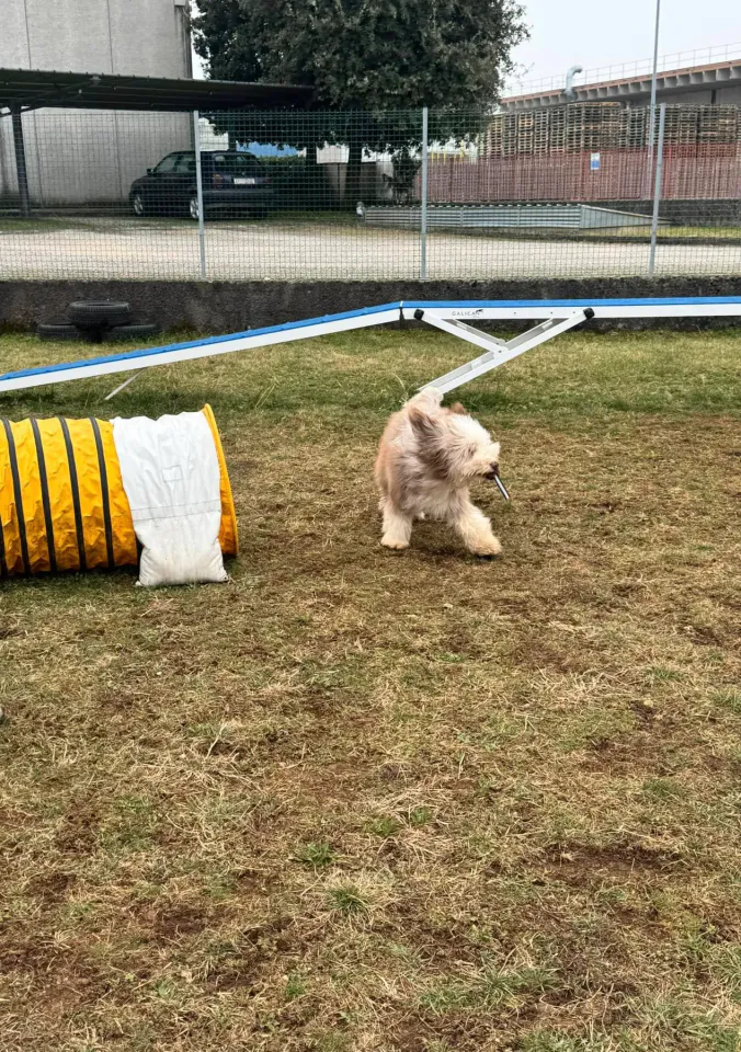 Foto GEM DOG A.S.D.: Chi ri-cerca trova, giochi di fiuto, Leproso, 23 febbraio 2025, foto 45 di 52